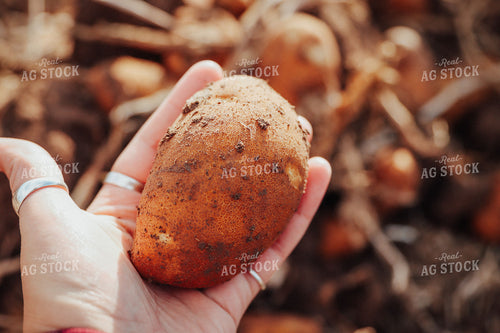 Farmer Holding Potato 83077