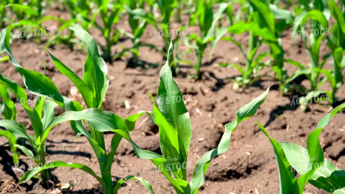 Early Season Corn 146034