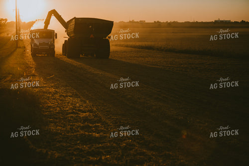 Grain Cart Unloading on Truck Silhouette in Soybean Field 4753