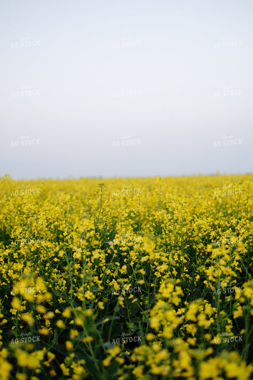 Canola Field 204027