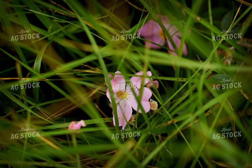 Ditch Flower 100070