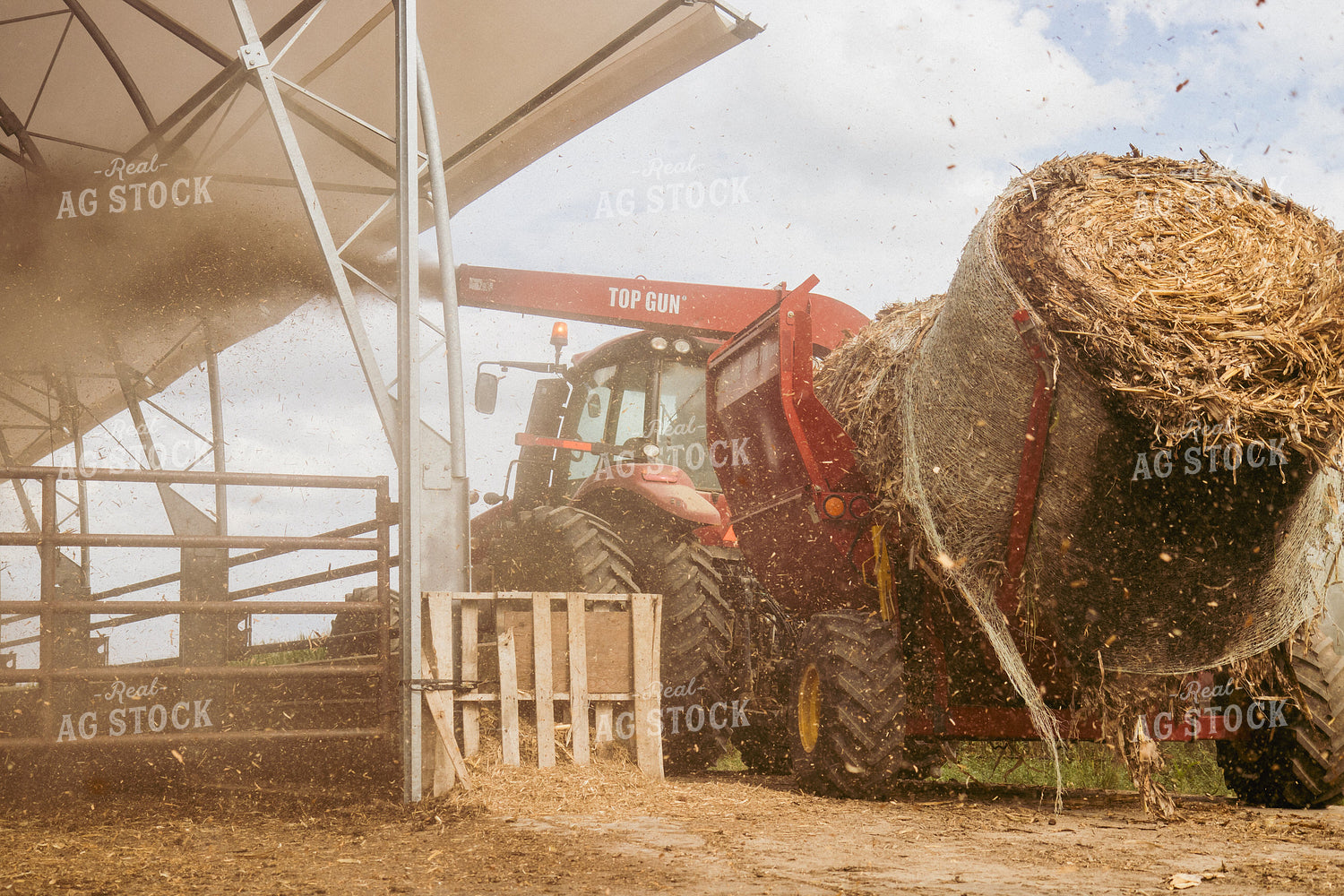 Feeding Silage to Cattle from Round Bale Processor 67405