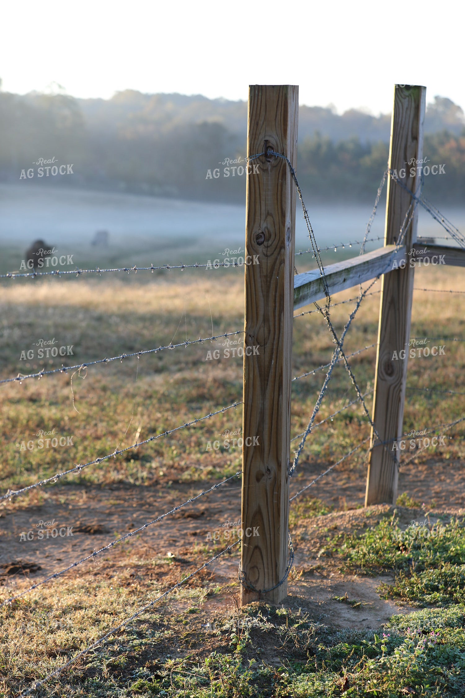 Dew on Barbed Wire Fence 262004