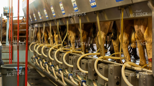 Dairy Cattle Being Milked 181024
