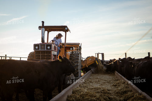 Feeding Cattle 268380