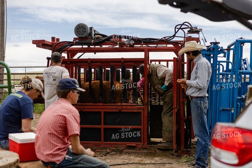 Artificially Inseminating Cattle 97209