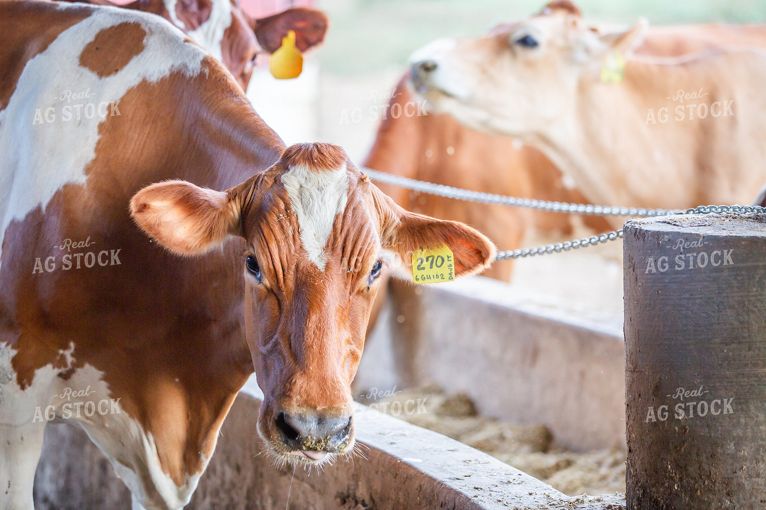 Guernsey Dairy Cows 270573
