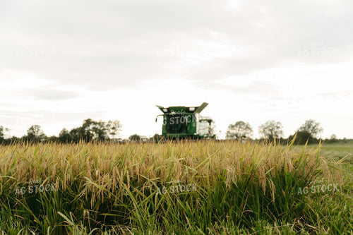 Rice Harvest 125283