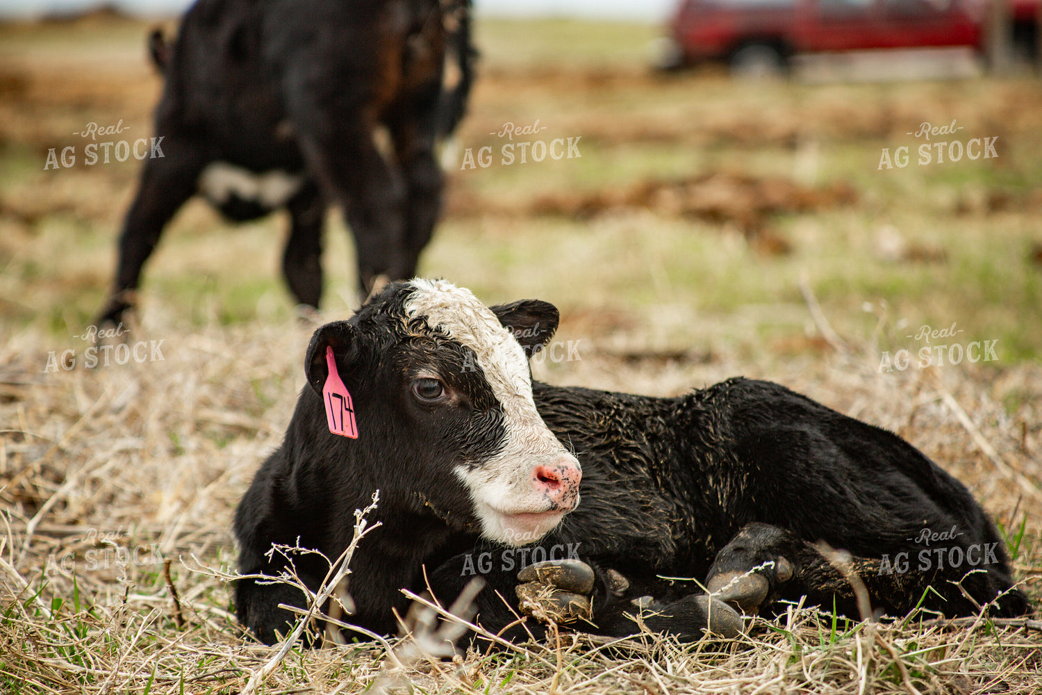 Black Baldy Calf 155674