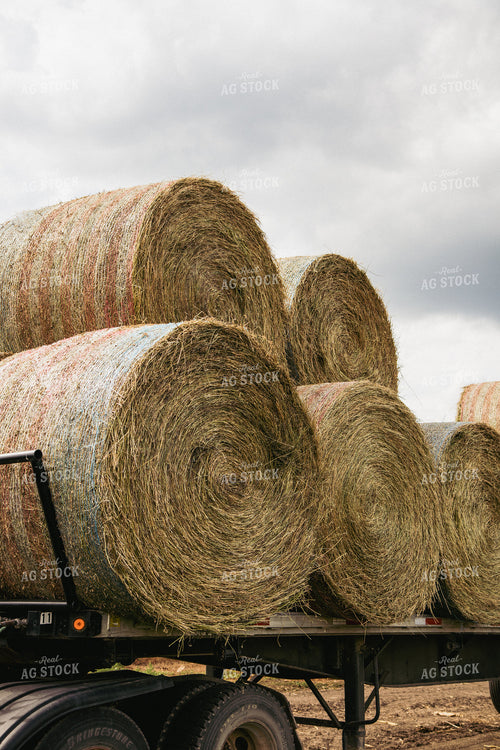 Round Bales on a Trailer 67402