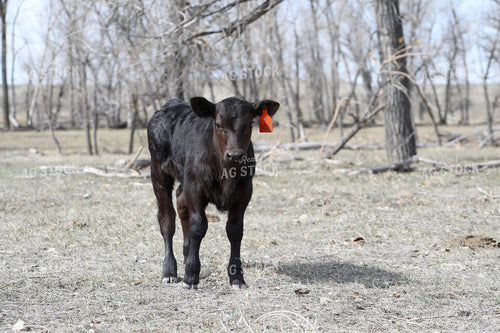 Angus Calf 117195