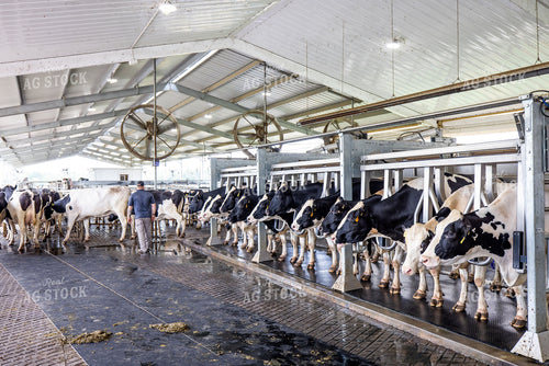 Milking Parlor 270238