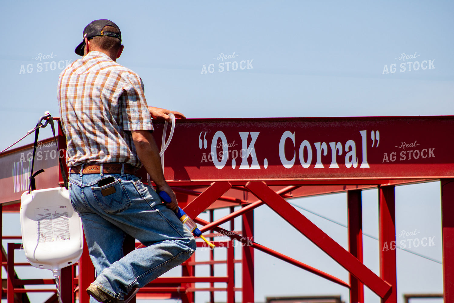Applying Cattle Pour-On Parasite Control 214291