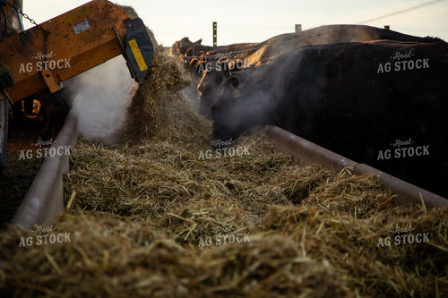 Feeding Cattle 268382