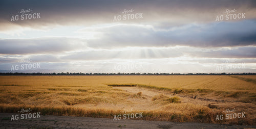 Rice Field 180007