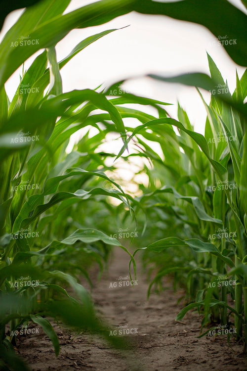 Mid-Season Corn 93033