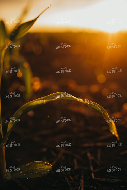 Early Stage Corn after Rain 4314