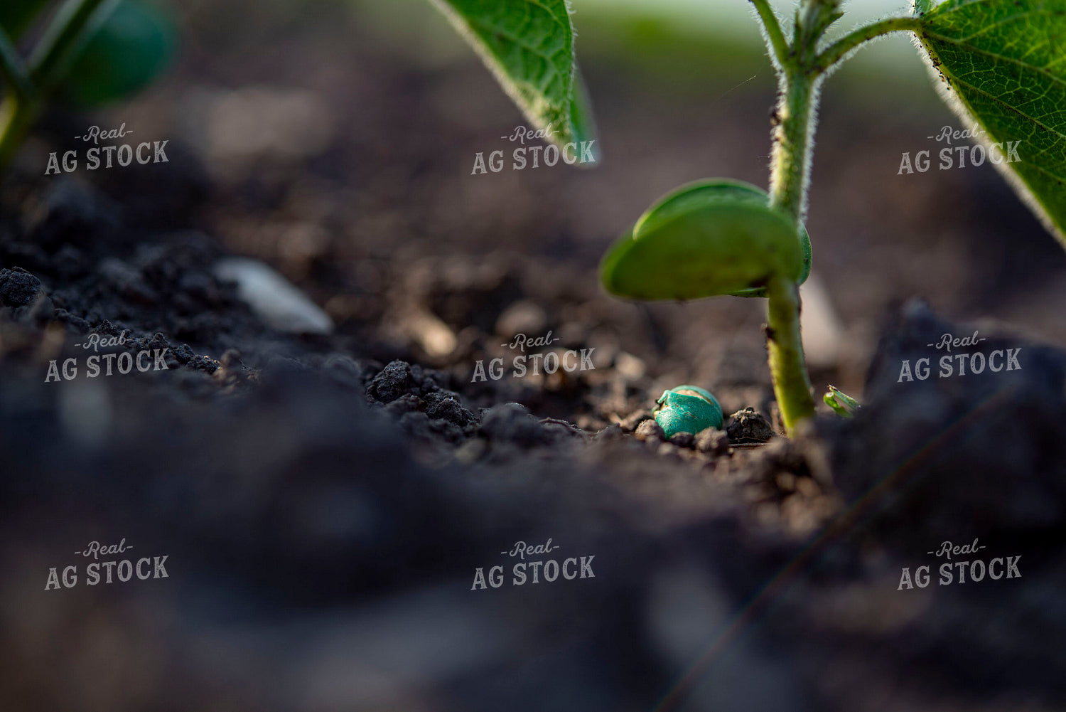 Early Growth Soybean Plant 136094