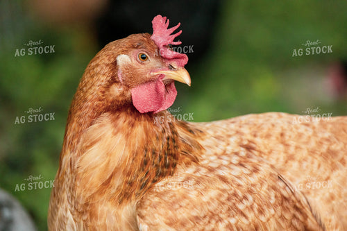 Chicken 90128