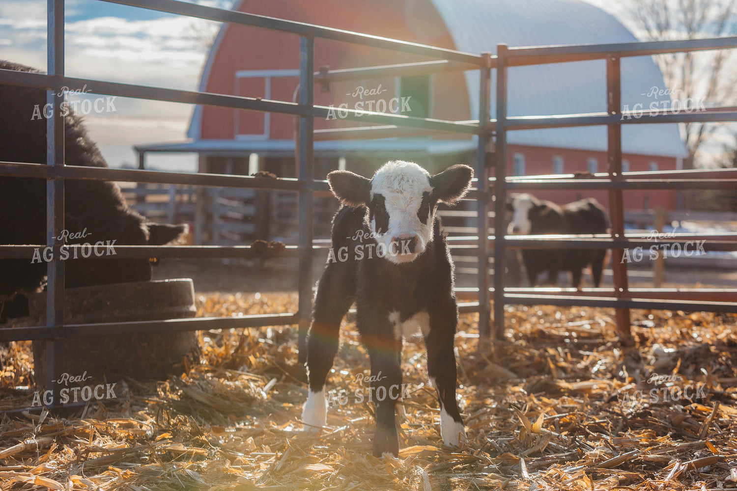 Simmental Calf 174034