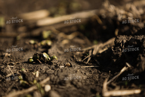 Planting 2886