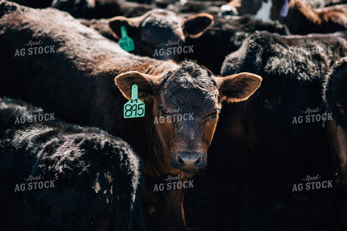 Angus Calves in Pen 53003