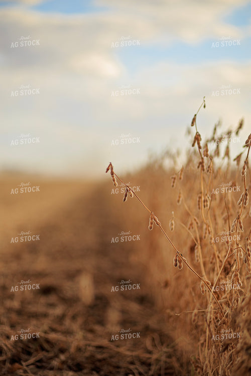Dried Soybeans 93216