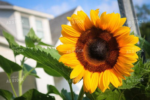 Sunflower 214019