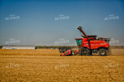 Soybean Harvest 153008