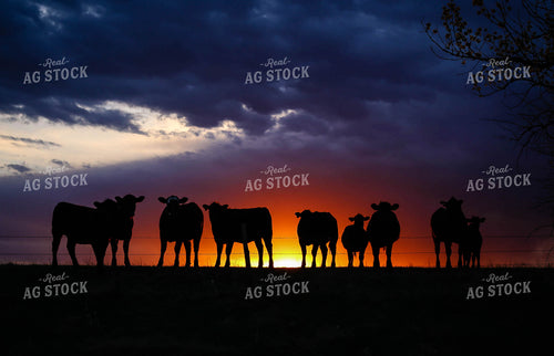 Cattle Silhouette at Sunset 219026