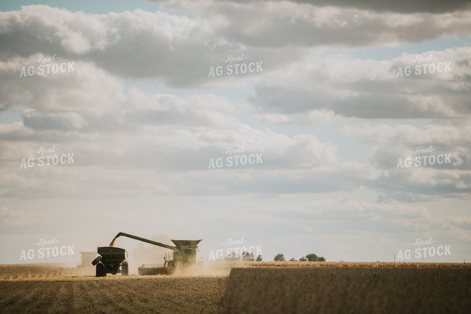 Soybean Harvest 6858