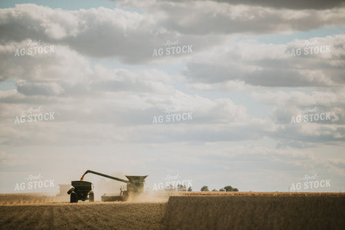 Soybean Harvest 6858