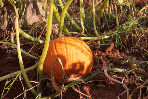 Field of Pumpkins 60066