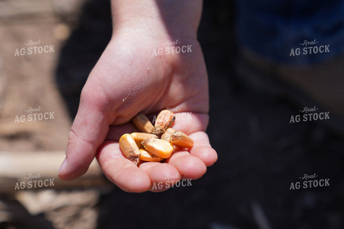 Farm Kid Holding Corn Kernels 65425