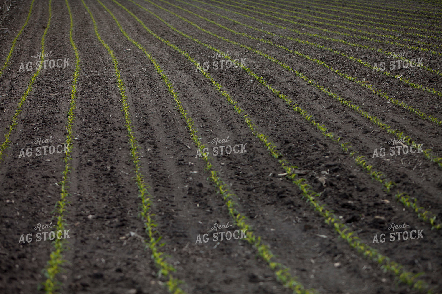 Corn - Early Growth 1187