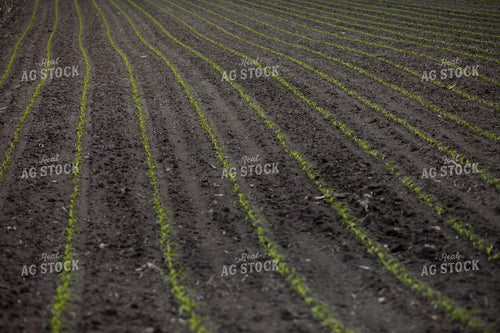 Corn - Early Growth 1187