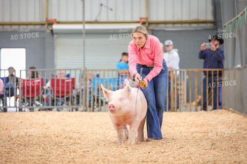 Showing Pigs 52317