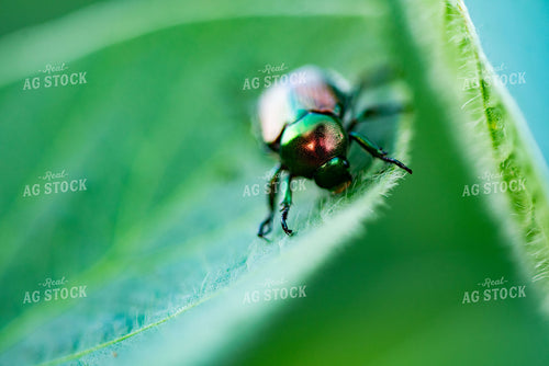 Beetle on Leaf 136106