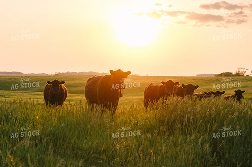 Black Angus Cattle on Pasture 68269