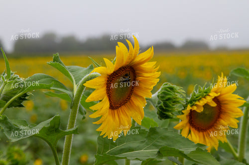 Sunflower Plants 79073