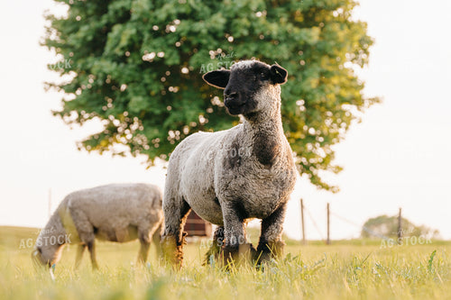 Sheep on Pasture 68187