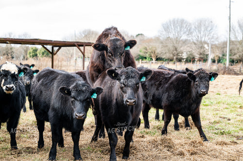 Cattle on Pasture 192050