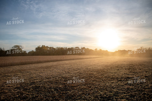 Ready for Harvest Soybeans 50299