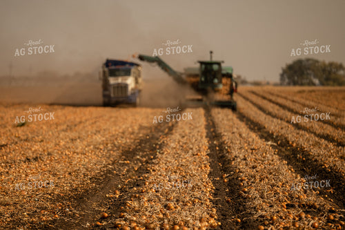 Onion Harvest 185174