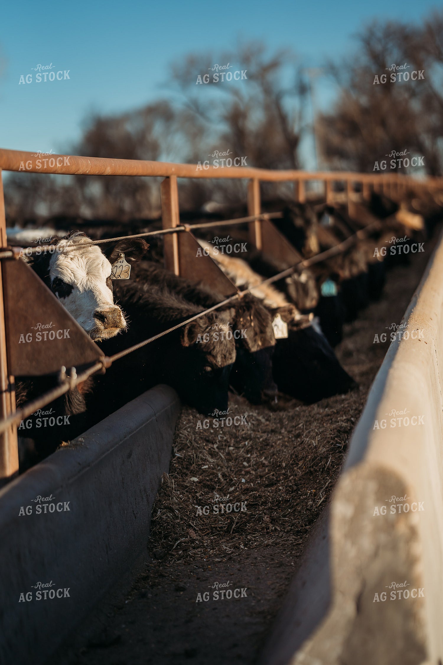 Cattle Eating from Feed Bunk 196210