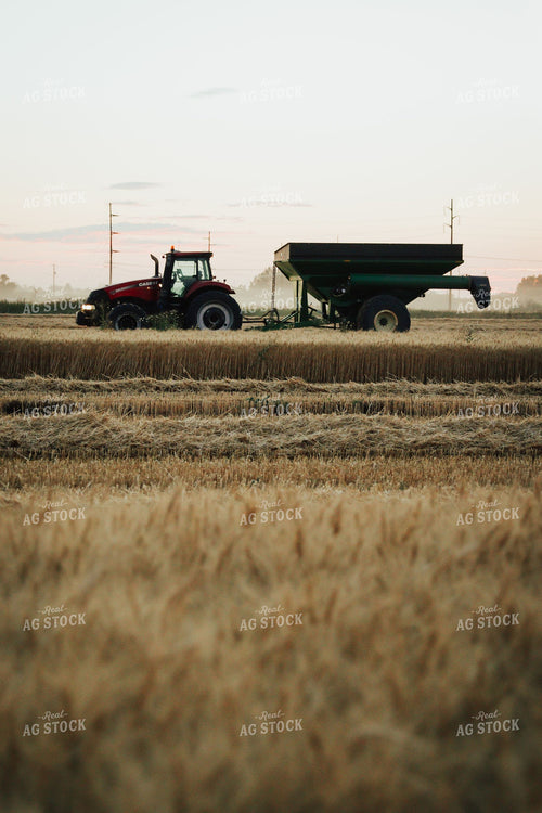 Case IH Tractor Pulling Grain Cart Through Harvested Wheat Field at Dusk 403001