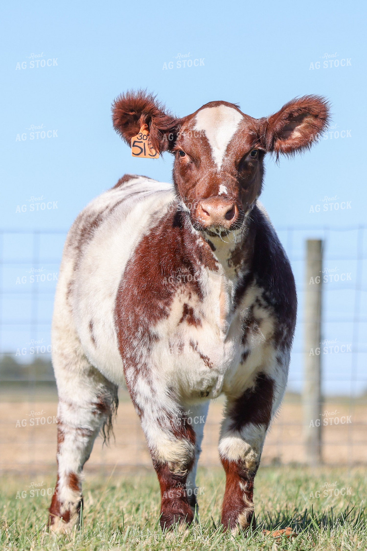 Show Cattle 160474