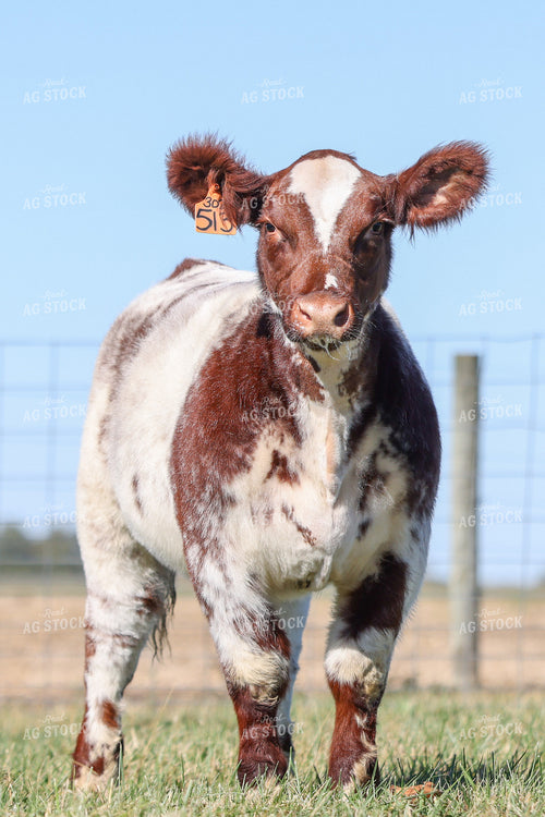 Show Cattle 160474