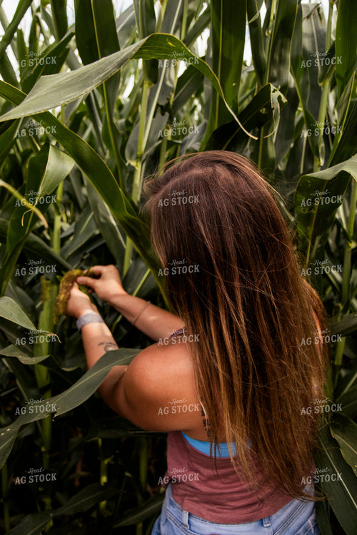 Checking Corn 67417