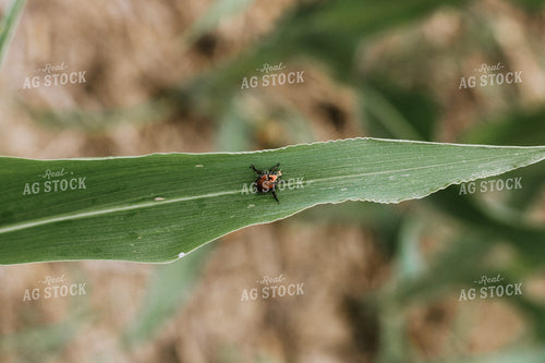 Close Up of June Beetle on Corn Leaf 101035